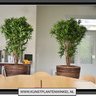 dracena reflexa jamaica 2